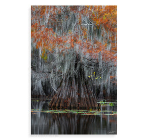 Fall in the Bayou - Pueo Gallery
