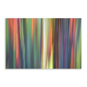 Rainbow Eucalyptus 12 - Pueo Gallery