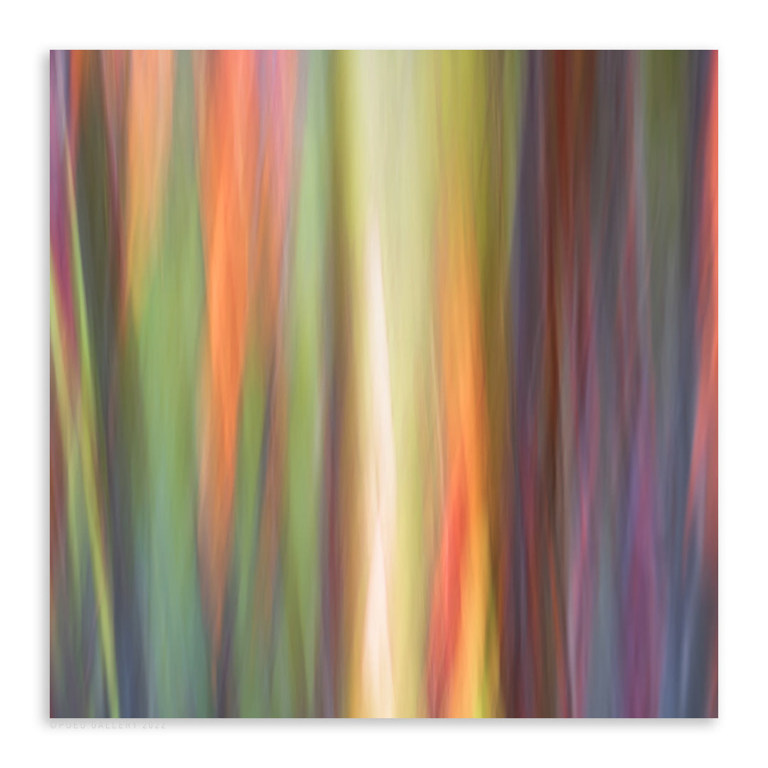 Rainbow Eucalyptus 13 - Pueo Gallery