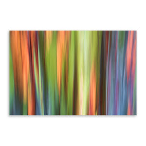 Rainbow Eucalyptus 21 - Pueo Gallery