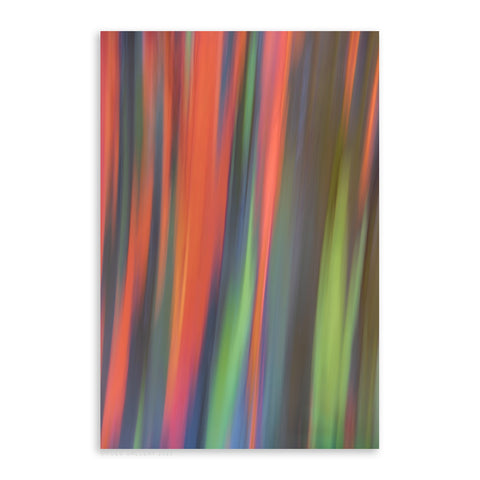 Rainbow Eucalyptus 5 - Pueo Gallery