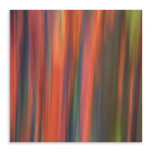 Rainbow Eucalyptus 6 - Pueo Gallery