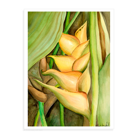 Yellow Heliconia - Pueo Gallery