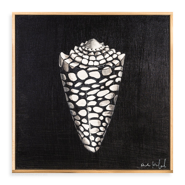 Seashell Collection 2 - Pueo Gallery