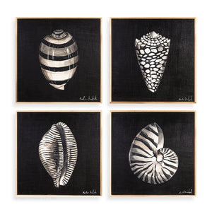Seashell Collection 2 - Pueo Gallery