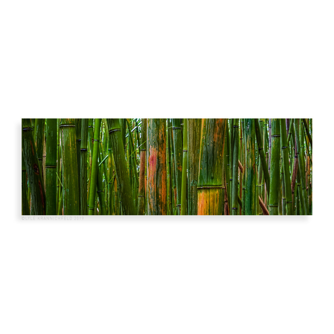 Bamboo - Pueo Gallery