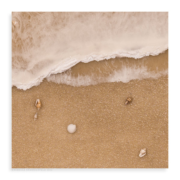 Foamy Seashells - Pueo Gallery