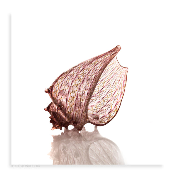 Large Latticino Cane Shell: Cranberry - Pueo Gallery