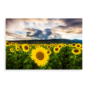 Maui Sunflowers - Pueo Gallery